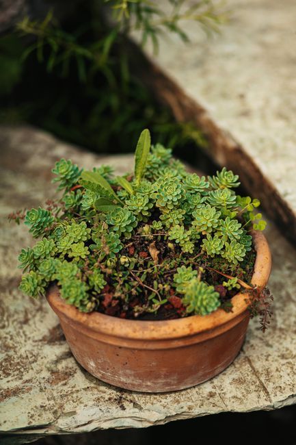 Gerenoveerde tuin met terras en beplanting