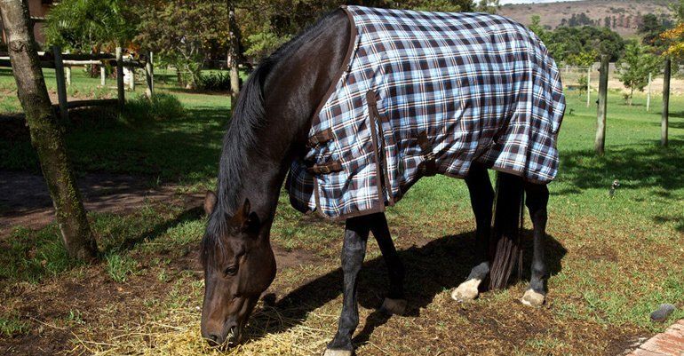 horse rug cleaning