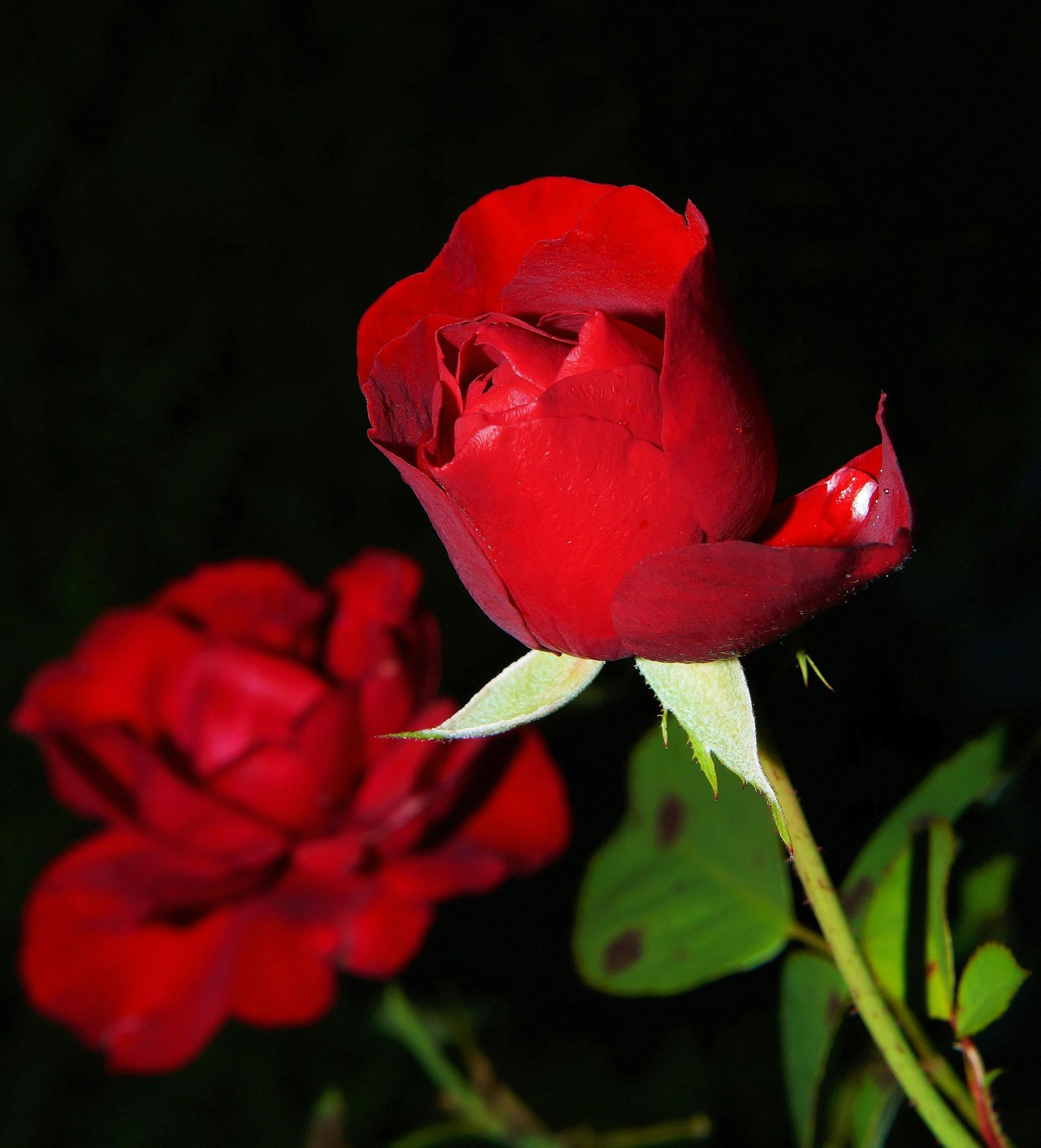 A close up of a red rose with a green stem
