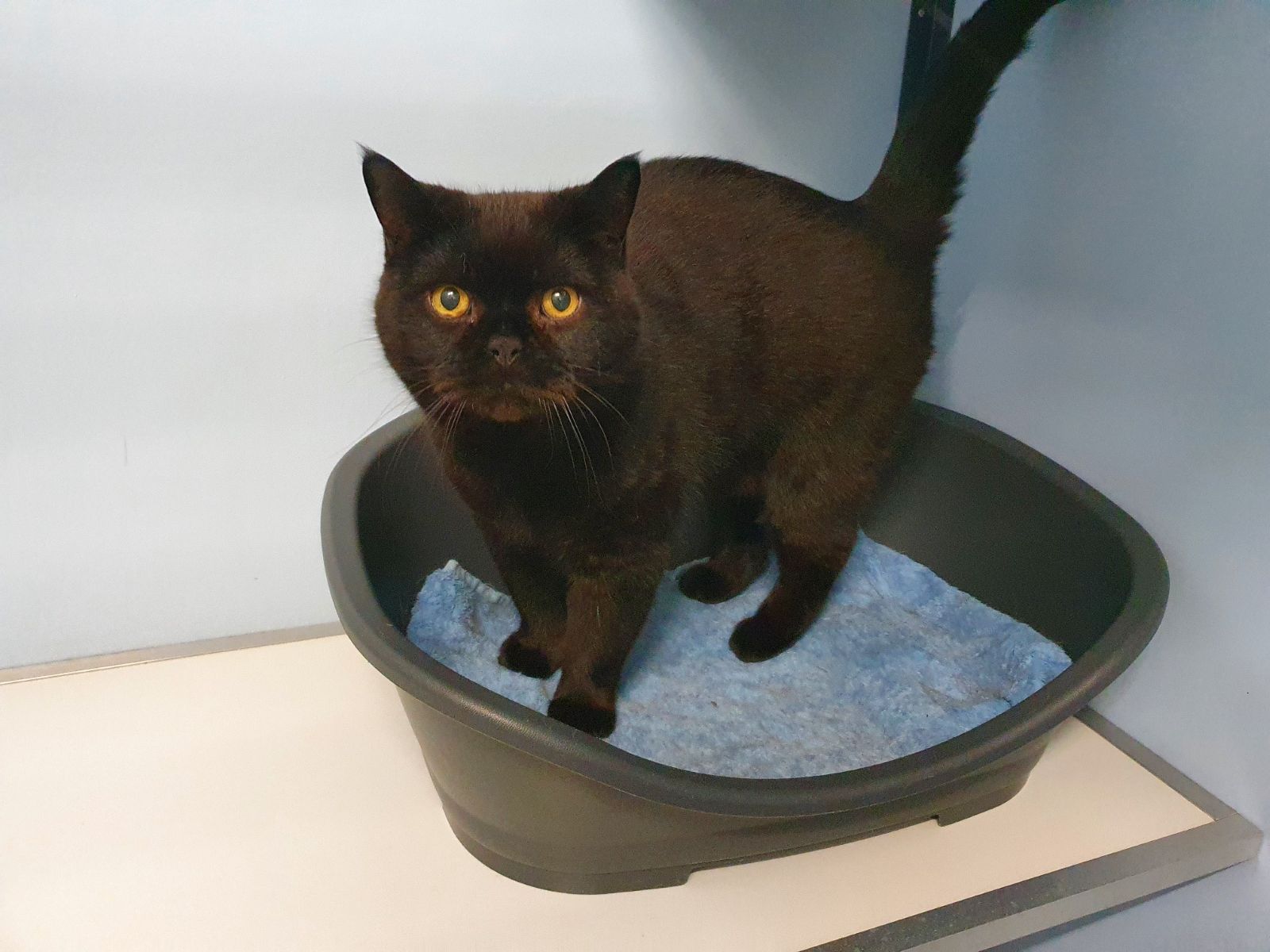 A Black Cat With Yellow Eyes Is Standing In A Litter Box — Jovelles Cat Motel In Cranley, QLD