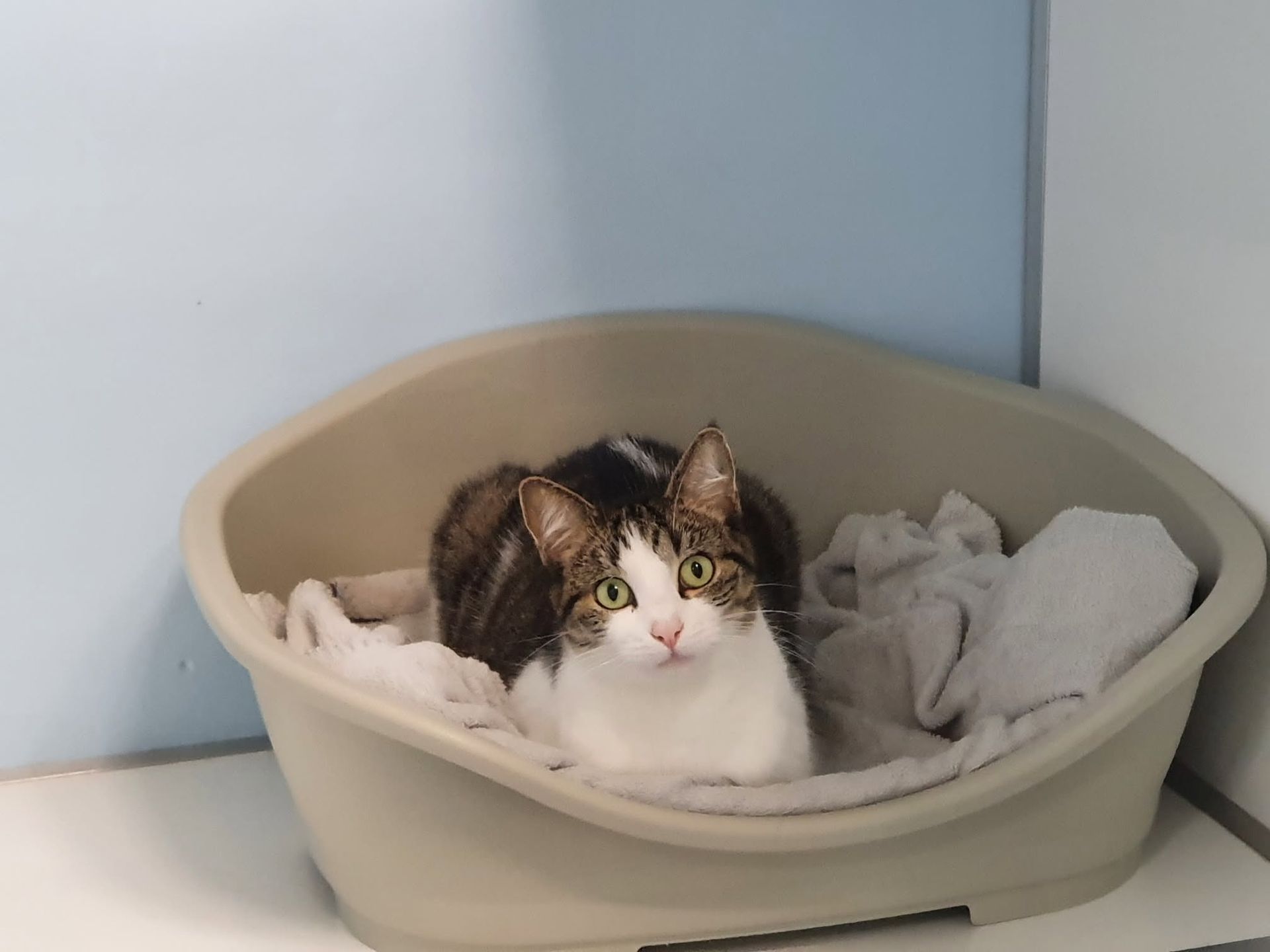 A Brown And White Cat Is Laying In A Dog Bed — Jovelles Cat Motel In Cranley, QLD