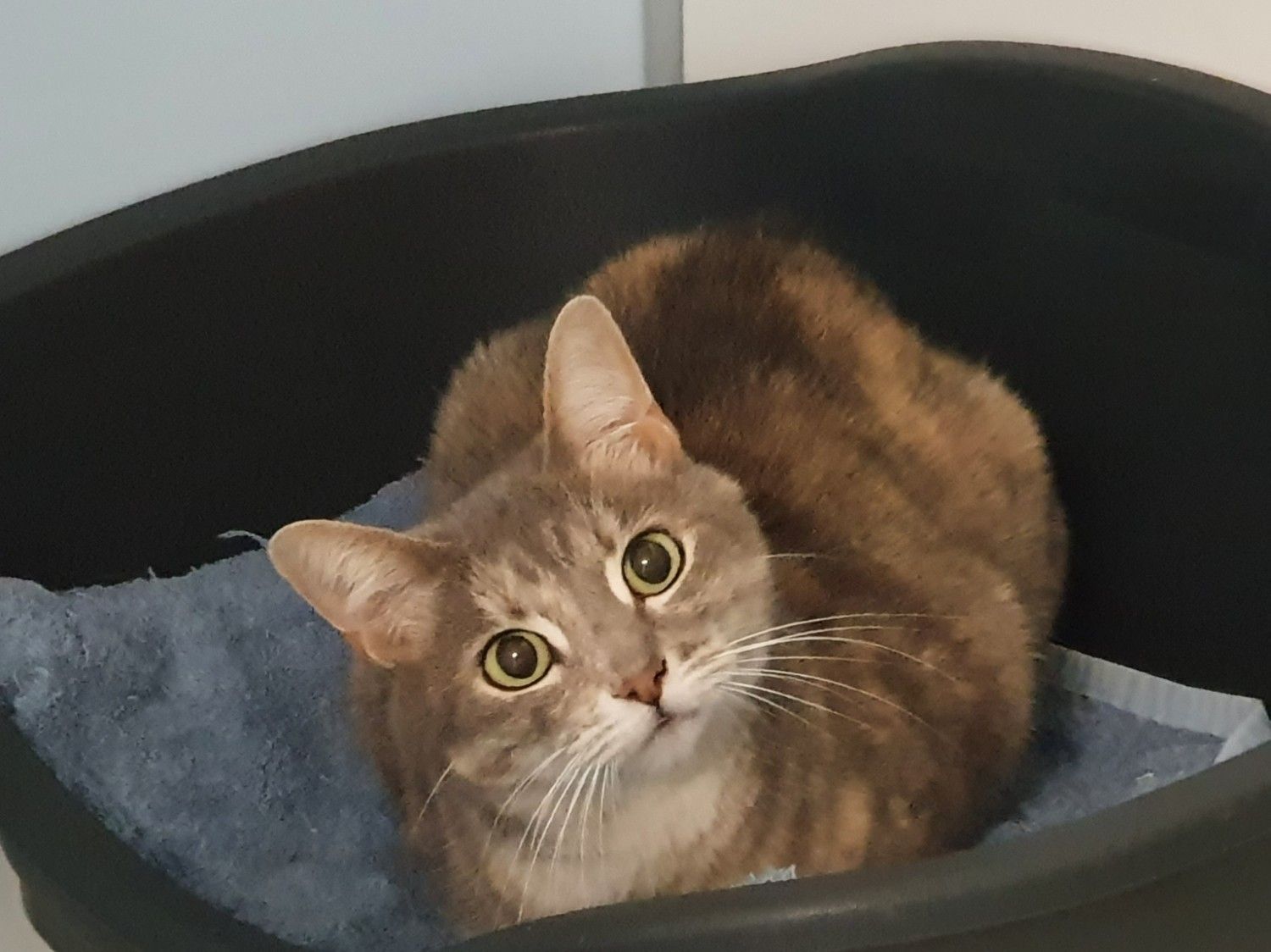 Cat with Gray and Brown Fur Looks up With Wide Eyes — Jovelles Cat Motel In Cranley, QLD