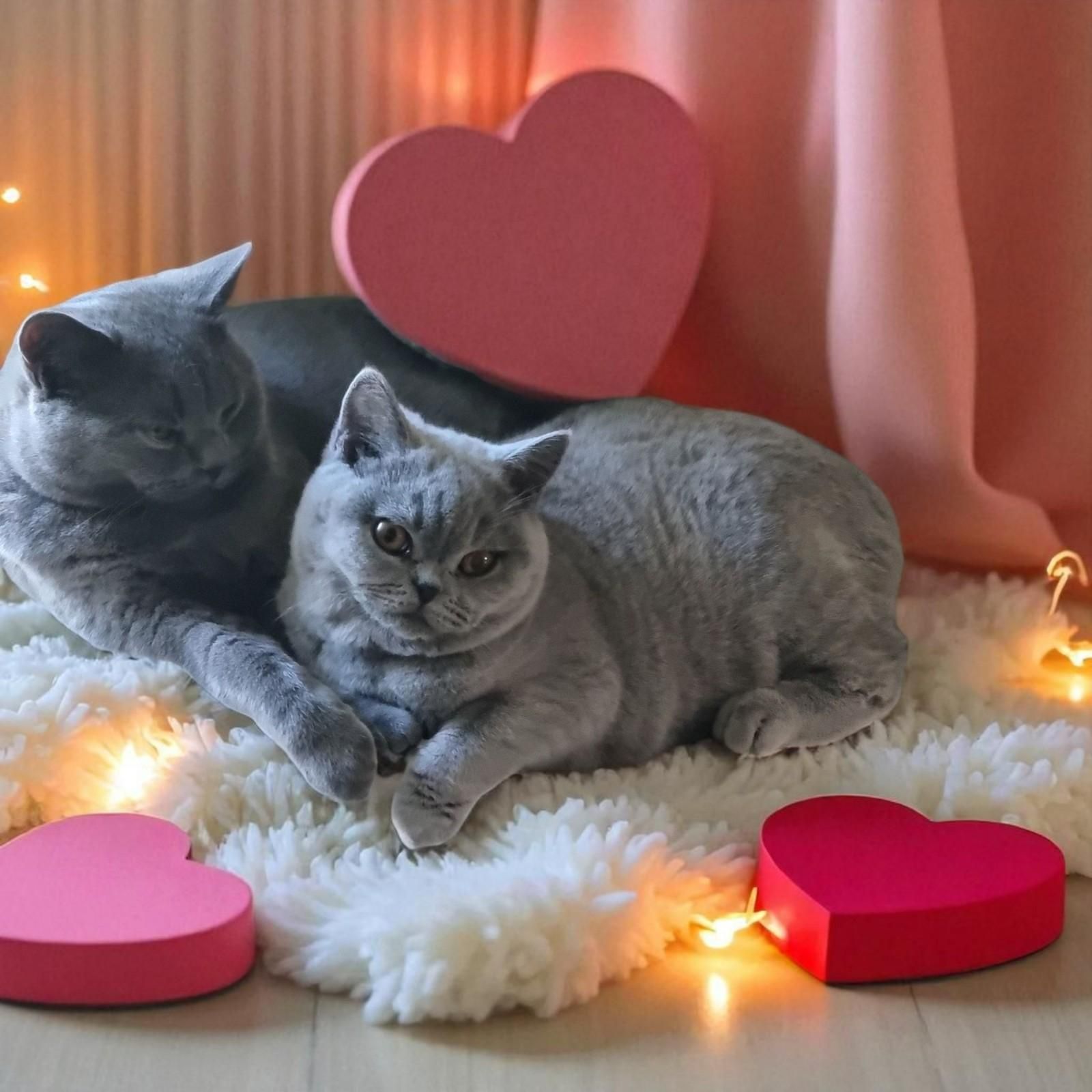 Two Gray Cats Cuddle on A Fluffy White Rug with Pink Heart Decorations — Jovelles Cat Motel In Cranley, QLD