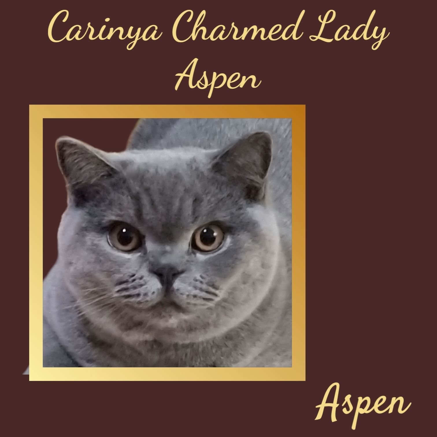 A Picture of A Cat with The Name Aspen on It — Jovelles Cat Motel In Cranley, QLD