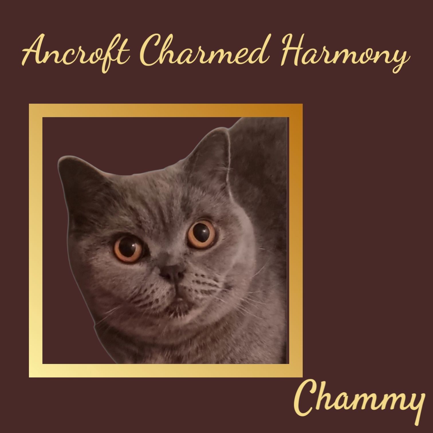 An Advertisement for Ancroft Charmed Harmony with A Picture of A Cat — Jovelles Cat Motel In Cranley, QLD