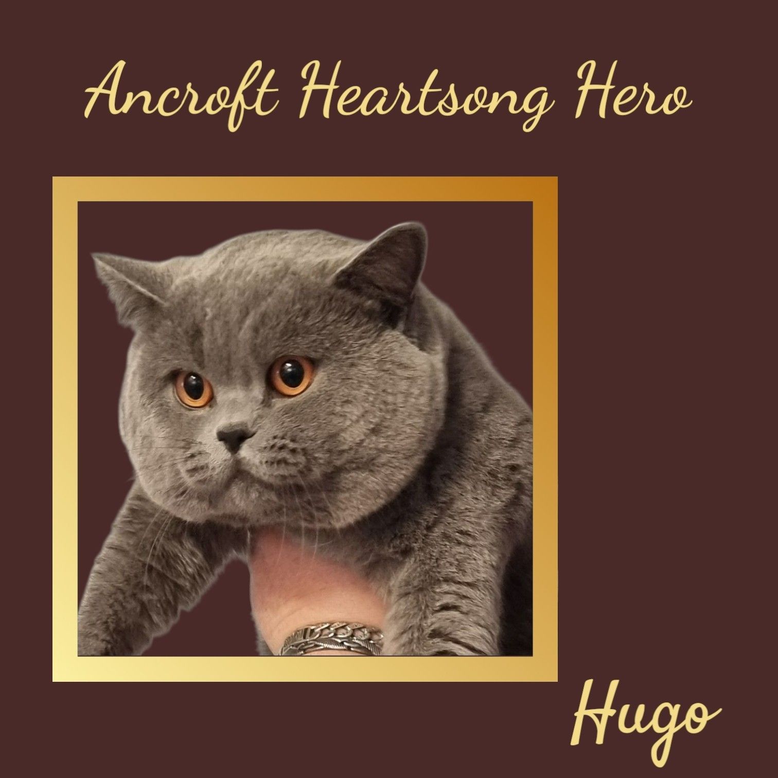 An Advertisement for Ancroft Heartsong Hero Hugo — Jovelles Cat Motel In Cranley, QLD