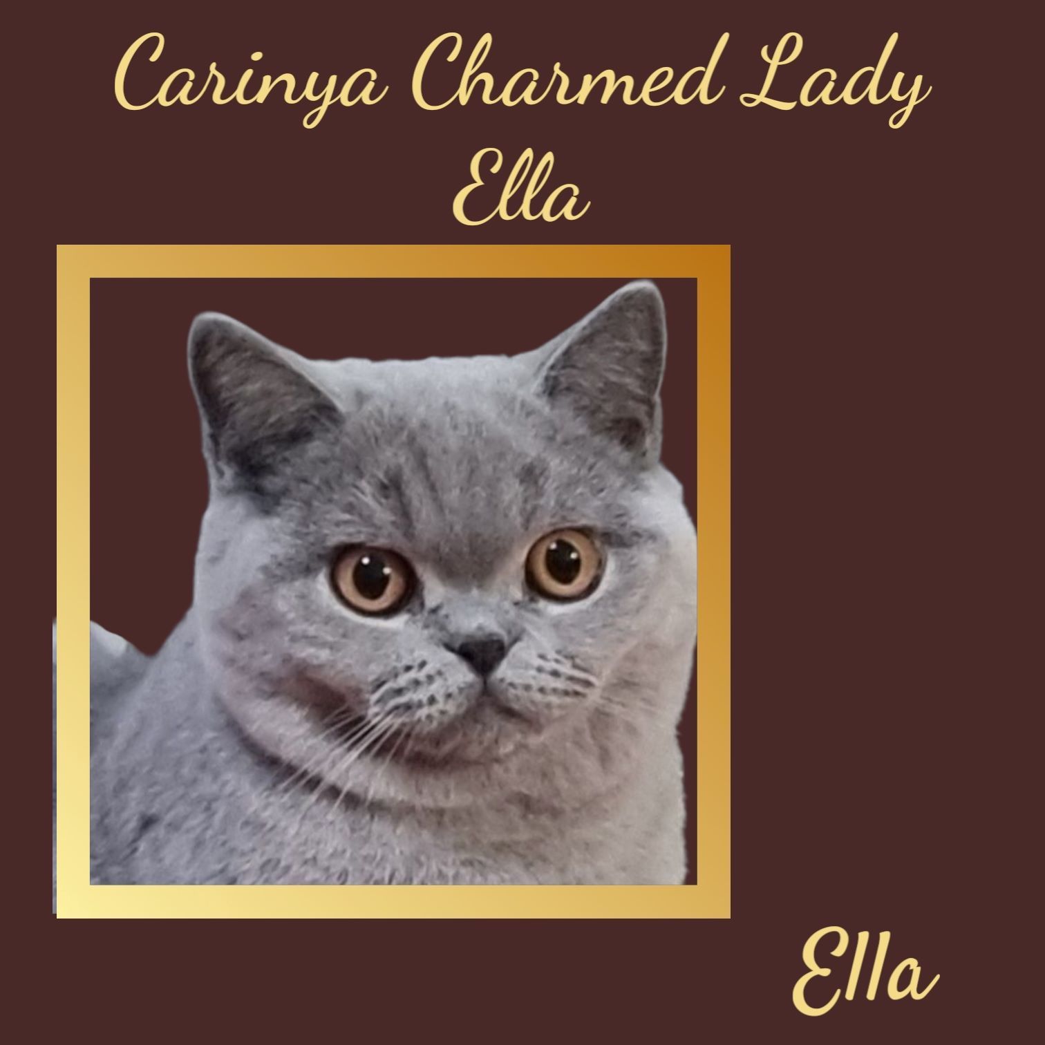 A Picture of A Cat Named Carinya Charmed Lady Ella — Jovelles Cat Motel In Cranley, QLD