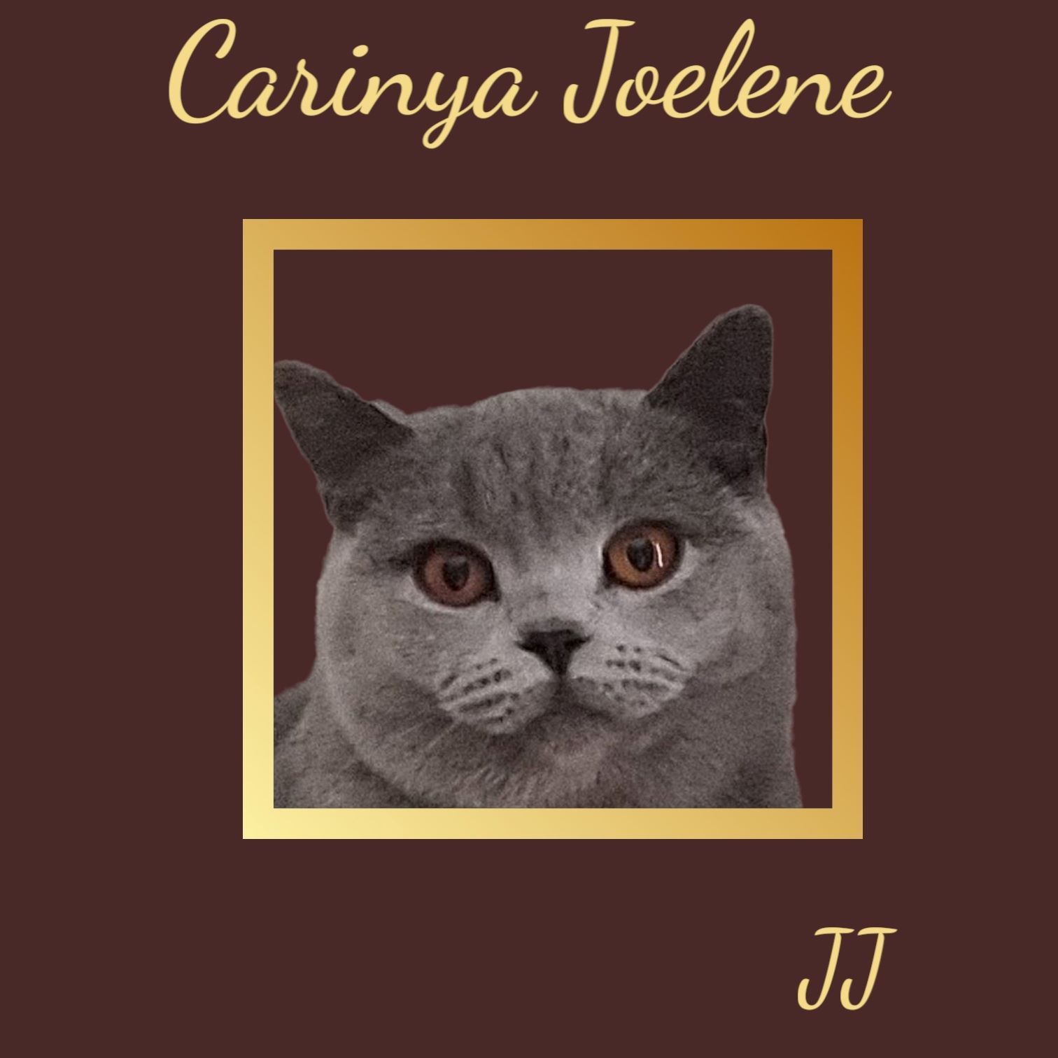 A Picture of A Cat with The Name Carina Jolene on It — Jovelles Cat Motel In Cranley, QLD