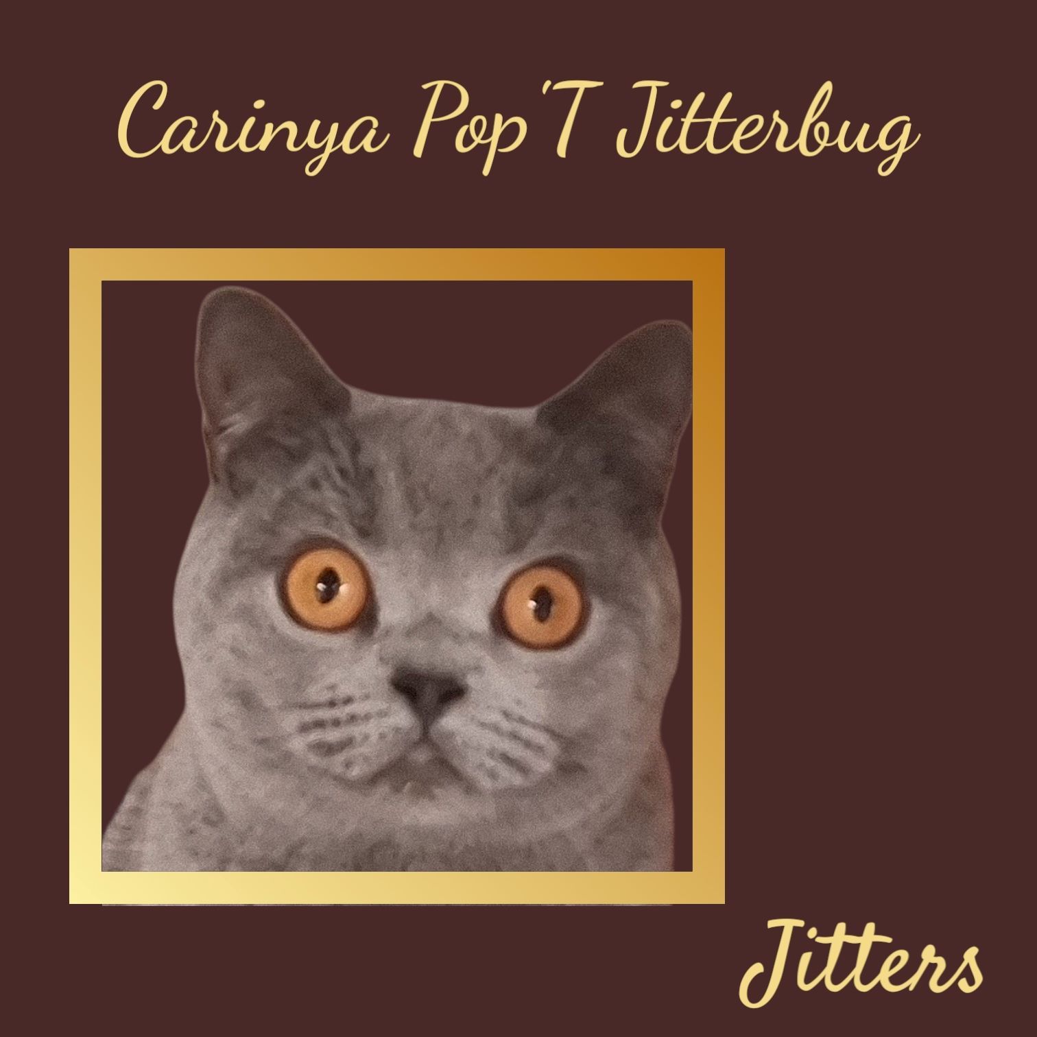A Picture of A Cat with The Words Carinya Pop T Jitterbug Jitters — Jovelles Cat Motel In Cranley, QLD