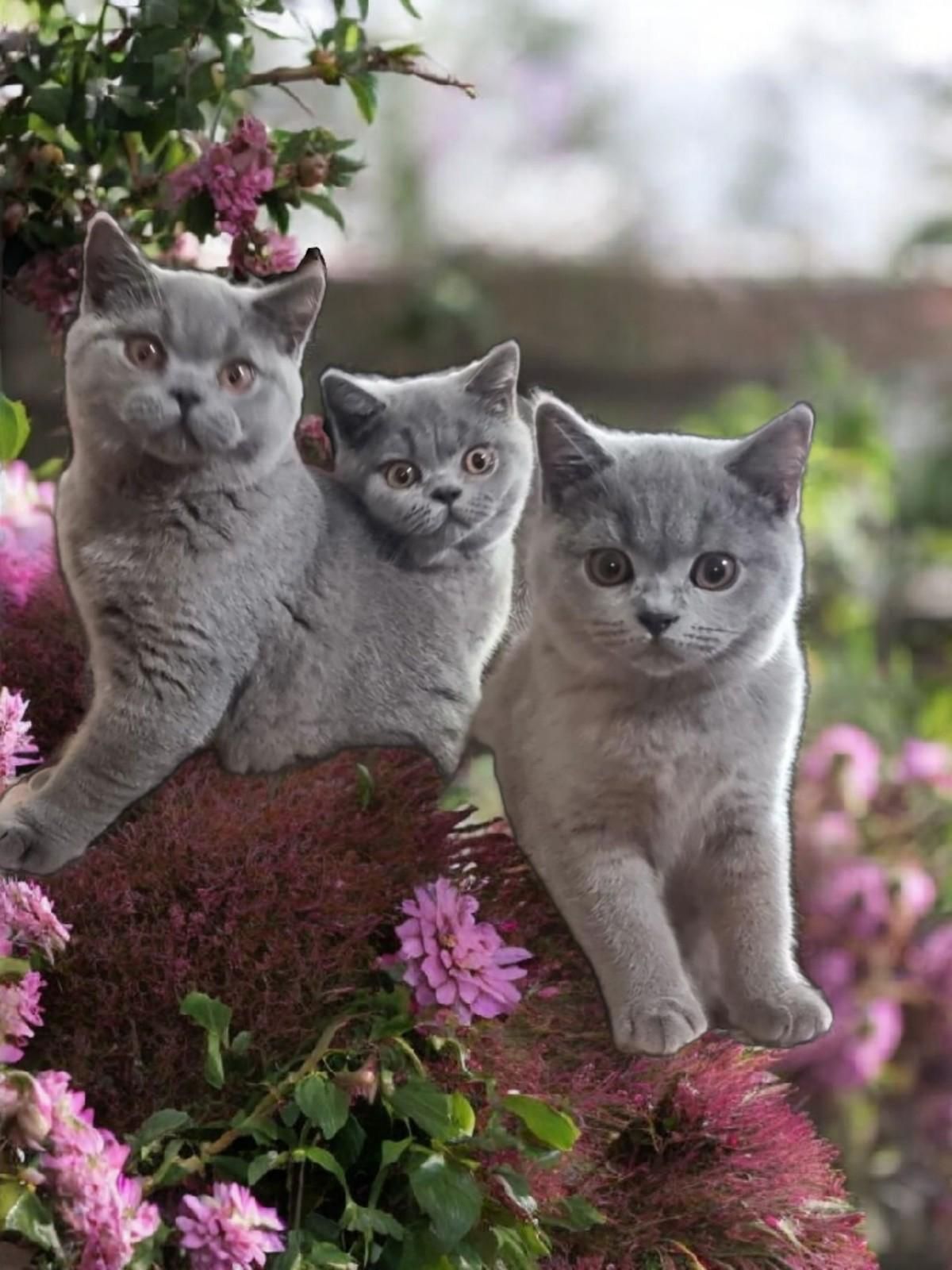 Three Gray British Shorthair Kittens Sitting in A Bush with Pink Flowers — Jovelles Cat Motel In Cranley, QLD