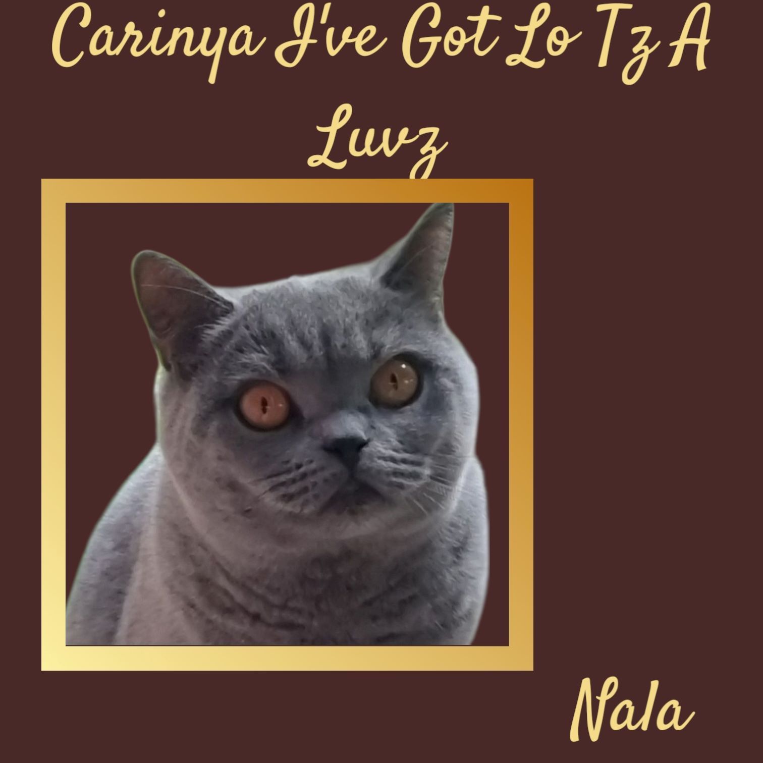 A Picture of A Cat with The Words Carinya I 've Got Lo Tza — Jovelles Cat Motel In Cranley, QLD