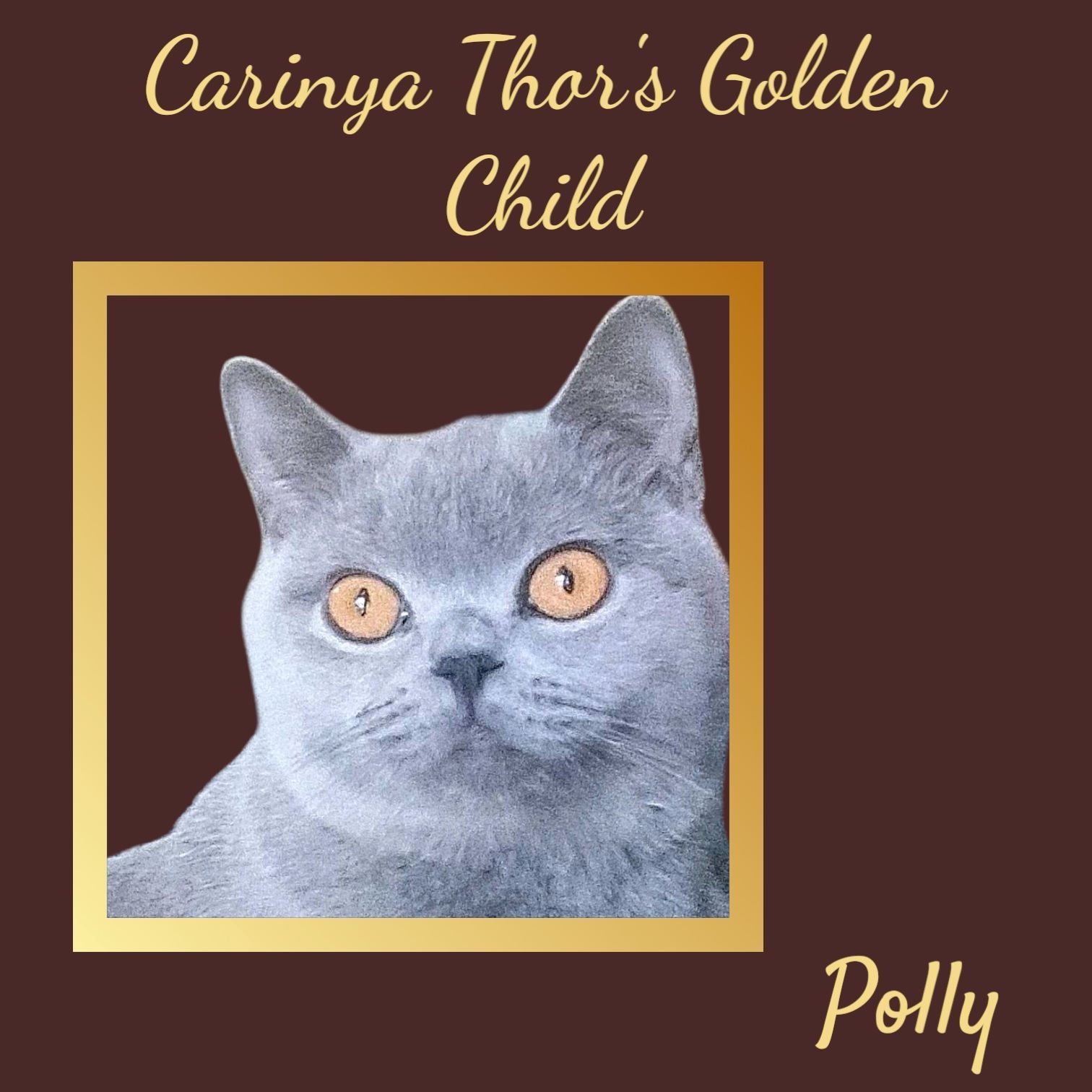 A Picture of A Cat with The Name Polly on It — Jovelles Cat Motel In Cranley, QLD