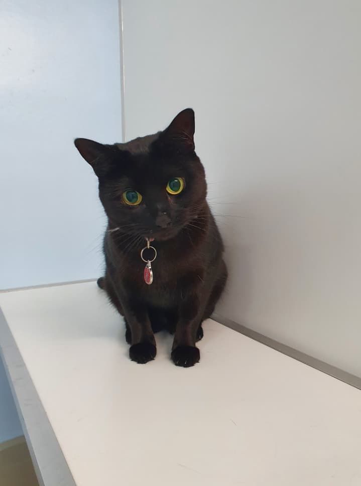 A Black Cat With Yellow Eyes Is Sitting On A White Shelf — Jovelles Cat Motel In Cranley, QLD