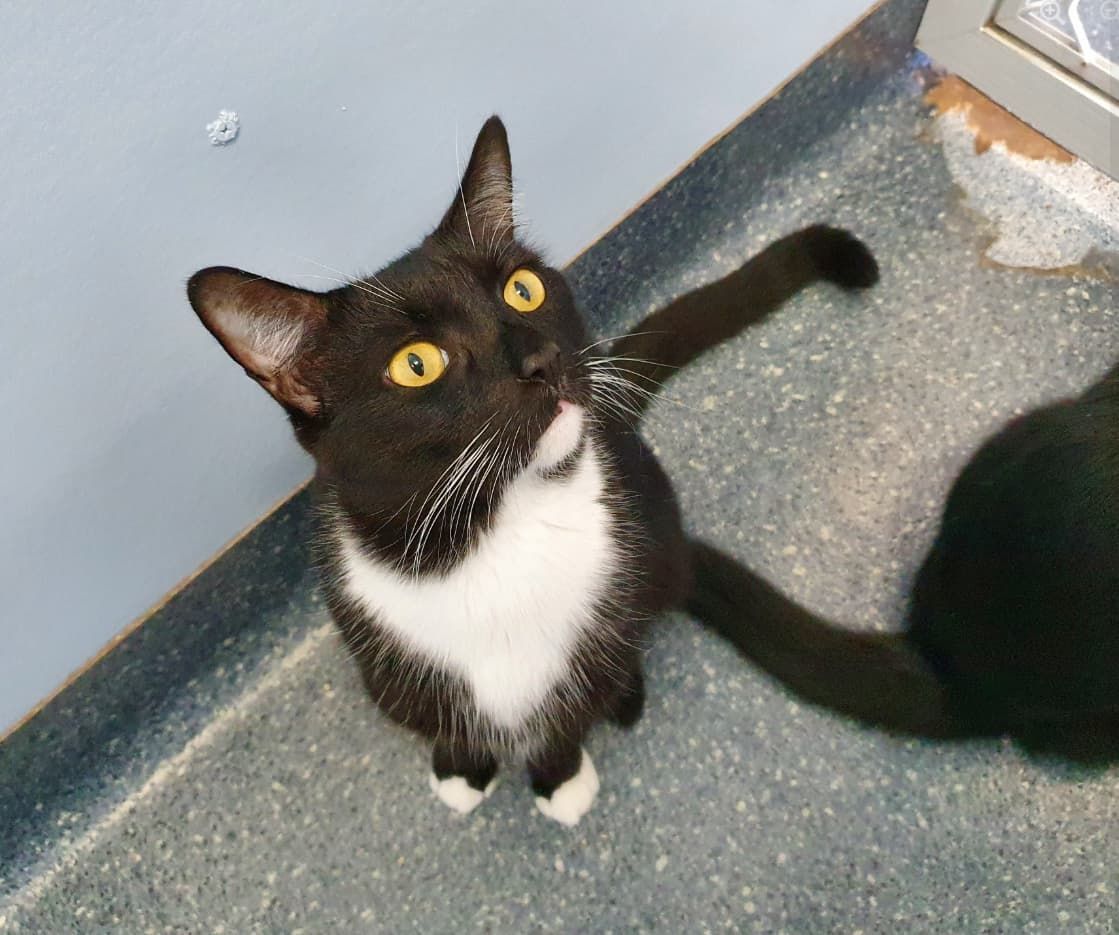 A Black And White Cat With Yellow Eyes Is Looking Up At The Camera — Jovelles Cat Motel In Cranley, QLD