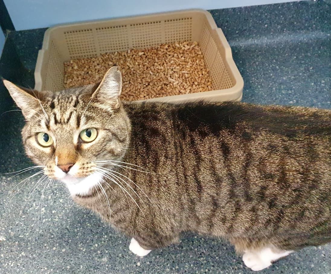 A Cat Standing Next To A Litter Box On A Counter — Jovelles Cat Motel In Cranley, QLD