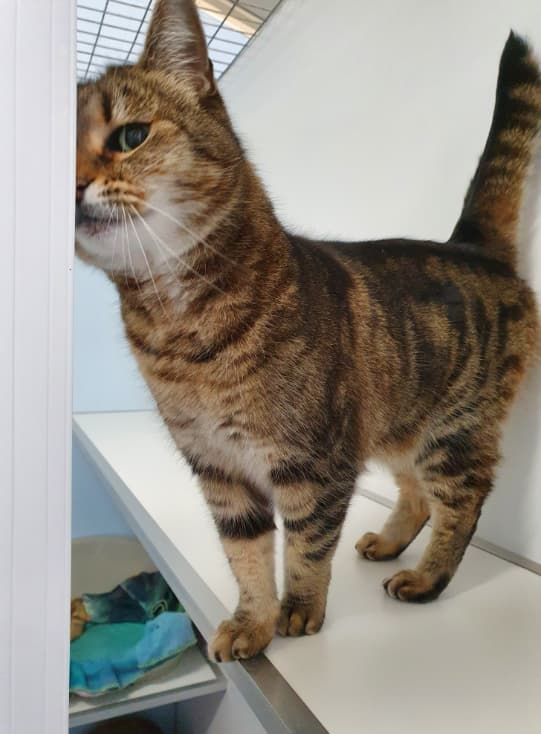 A Cat Is Standing On A Shelf And Looking At The Camera — Jovelles Cat Motel In Cranley, QLD