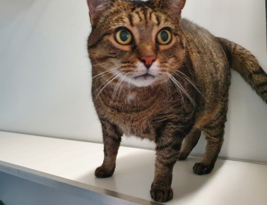 A Cat Is Standing On A White Shelf And Looking At The Camera — Jovelles Cat Motel In Cranley, QLD