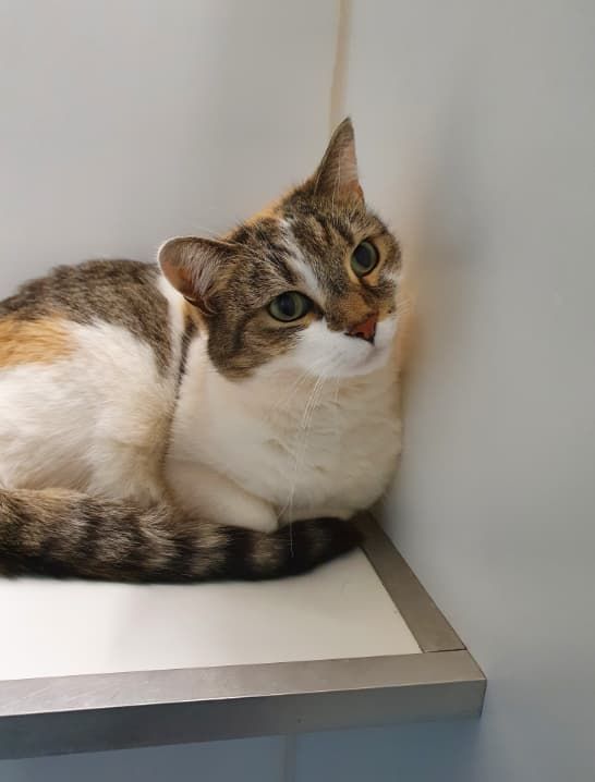 A Calico Cat Is Sitting On A Shelf And Looking At The Camera — Jovelles Cat Motel In Cranley, QLD