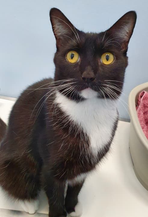 A Black And White Cat With Yellow Eyes Is Sitting Next To A Bowl Of Food — Jovelles Cat Motel In Cranley, QLD