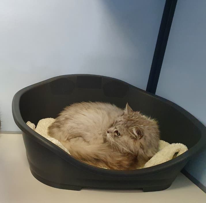 A Cat Is Laying In A Black Cat Bed — Jovelles Cat Motel In Cranley, QLD