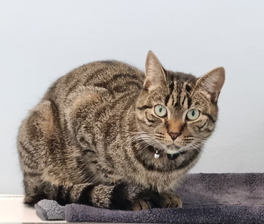 A Cat Is Sitting On A Towel And Looking At The Camera — Jovelles Cat Motel In Cranley, QLD