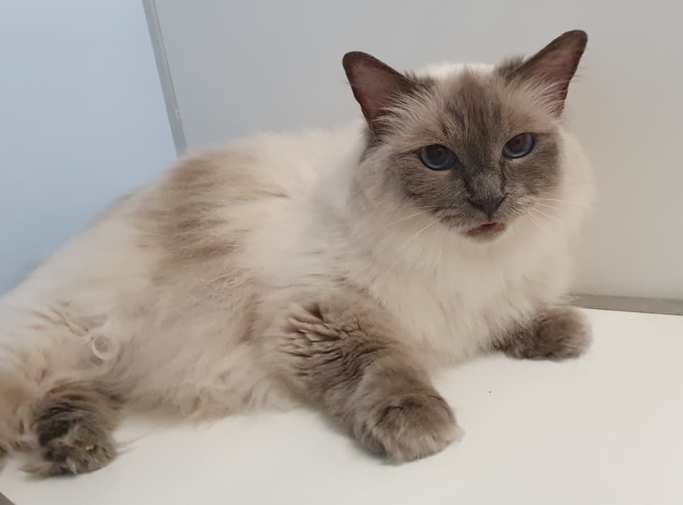 A Siamese Cat Is Laying On A White Table And Looking At The Camera — Jovelles Cat Motel In Cranley, QLD