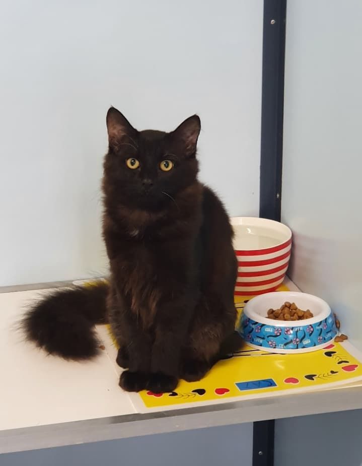 A Black Cat Is Sitting On A Shelf Next To A Bowl Of Food — Jovelles Cat Motel In Cranley, QLD