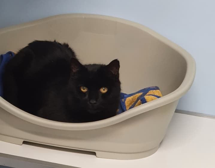 A Black Cat Is Laying In A Dog Bed — Jovelles Cat Motel In Cranley, QLD