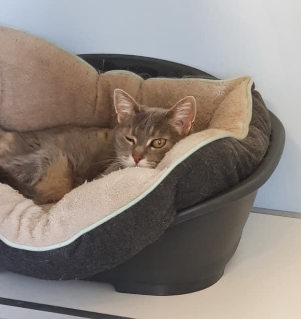A Cat Is Laying In A Dog Bed And Looking At The Camera — Jovelles Cat Motel In Cranley, QLD