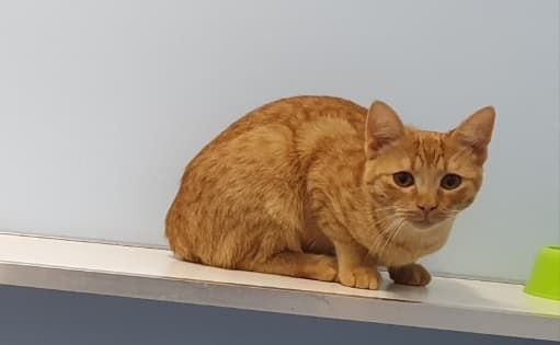An Orange Cat Is Sitting On A Window Sill Looking At The Camera — Jovelles Cat Motel In Cranley, QLD