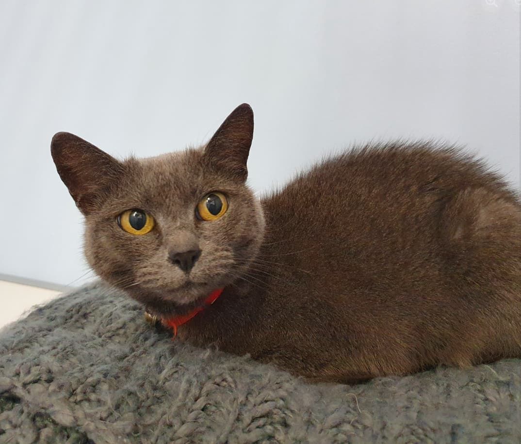 A Brown Cat With Yellow Eyes Is Sitting On A Blanket — Jovelles Cat Motel In Cranley, QLD