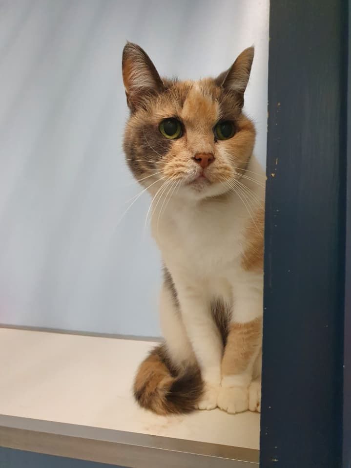 A Calico Cat Is Sitting On A Shelf And Looking At The Camera — Jovelles Cat Motel In Cranley, QLD