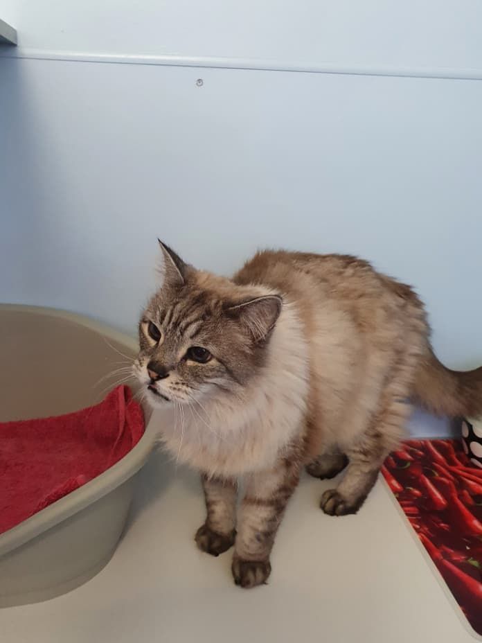 A Cat Is Standing Next To A Litter Box On A Table — Jovelles Cat Motel In Cranley, QLD
