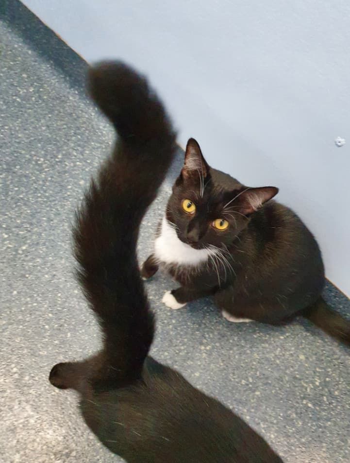 A Black And White Cat With A Long Tail Is Sitting On The Floor — Jovelles Cat Motel In Cranley, QLD
