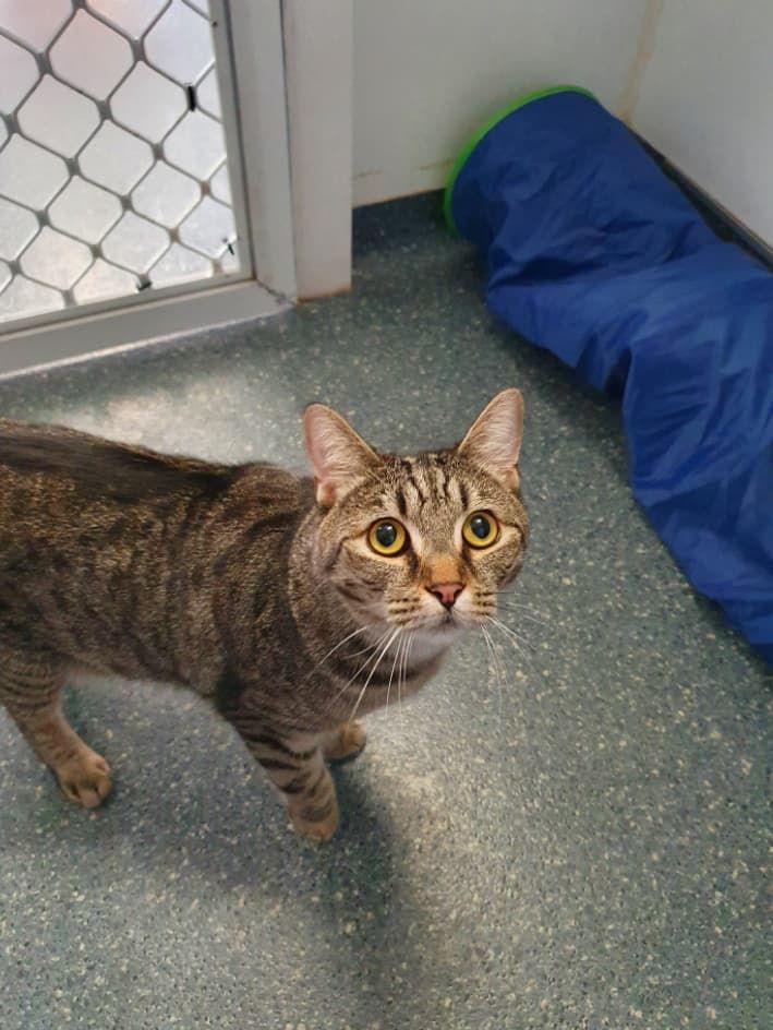 A Cat Is Standing On A Green Floor In A Cage Looking Up At The Camera — Jovelles Cat Motel In Cranley, QLD
