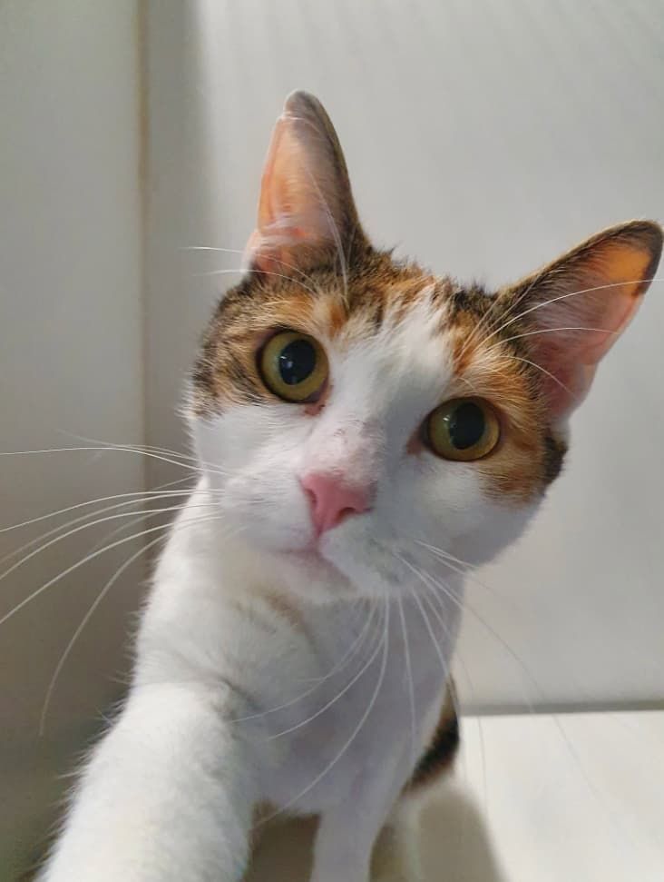 A Close Up Of A Calico Cat Looking At The Camera — Jovelles Cat Motel In Cranley, QLD