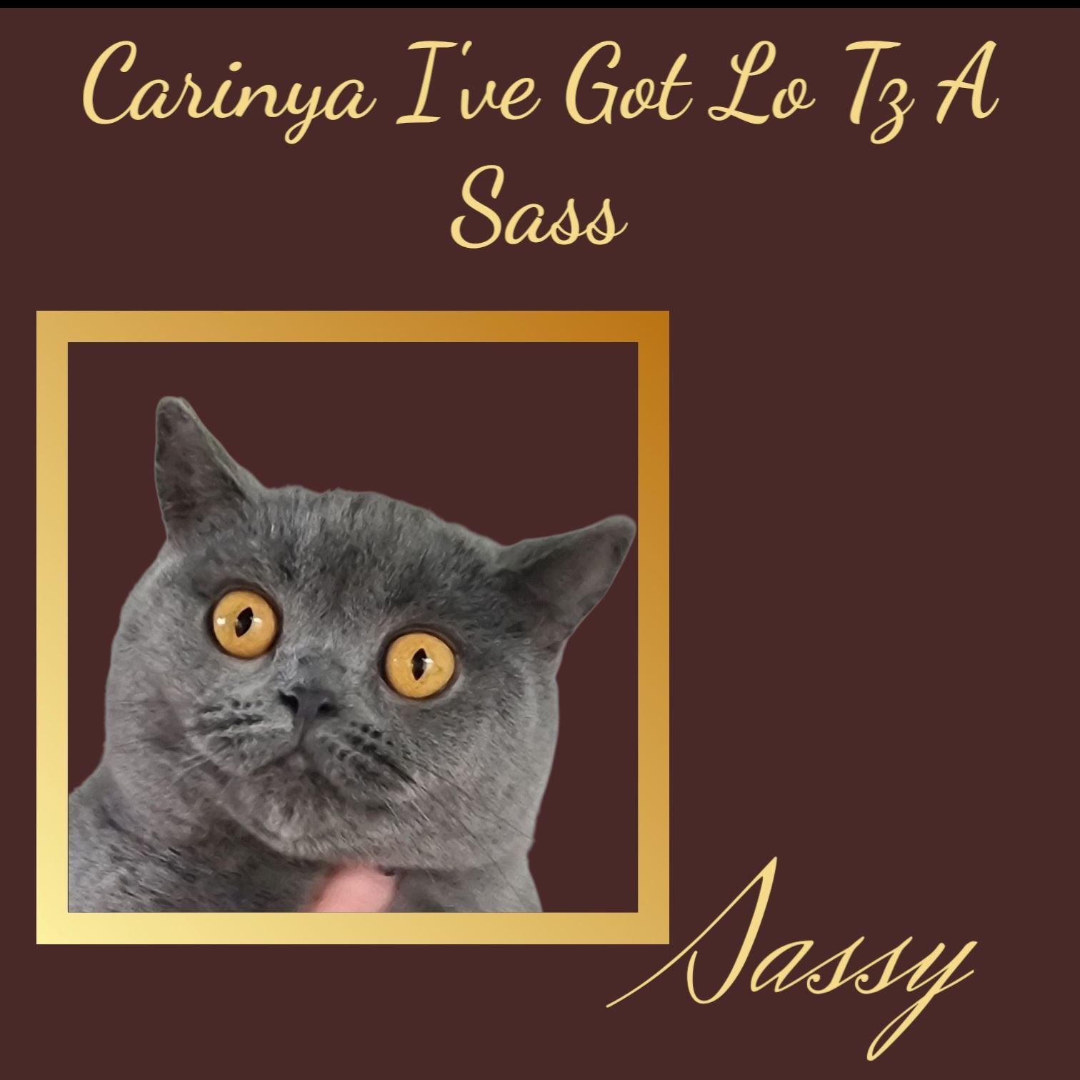A Picture of A Cat with The Name Sassy — Jovelles Cat Motel In Cranley, QLD
