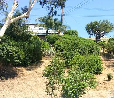 A lot of trees and bushes in a field with a house in the background