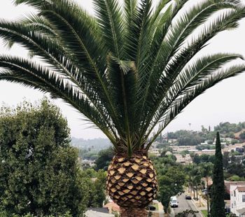 A palm tree with a pineapple in the middle of it