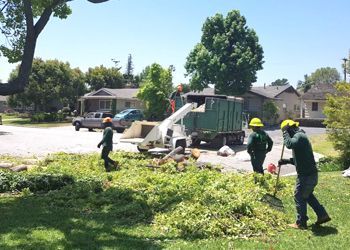 A group of men are cutting trees in a yard.