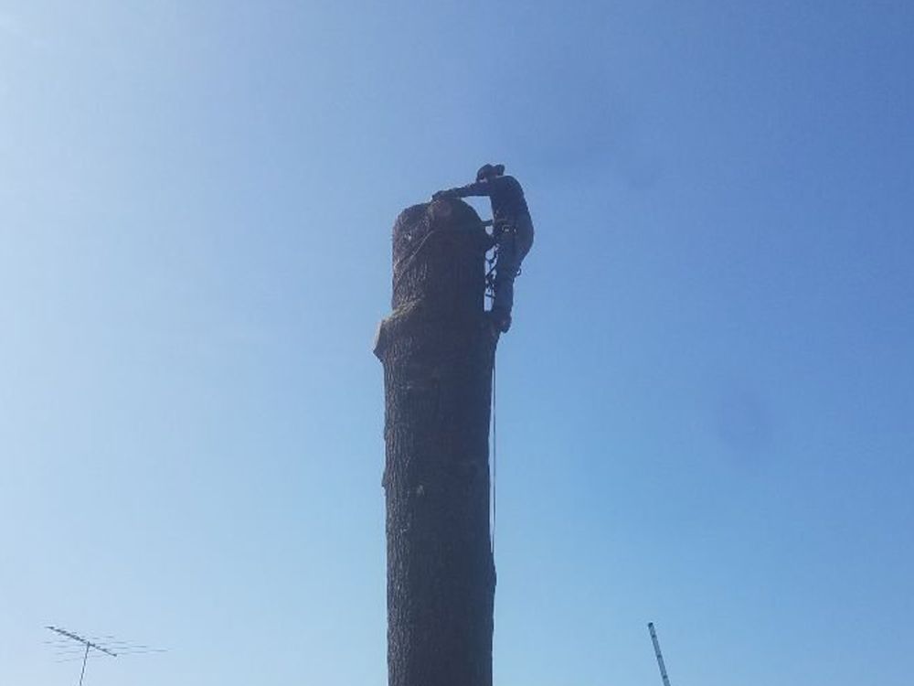 A man is climbing a tree stump with a chainsaw.