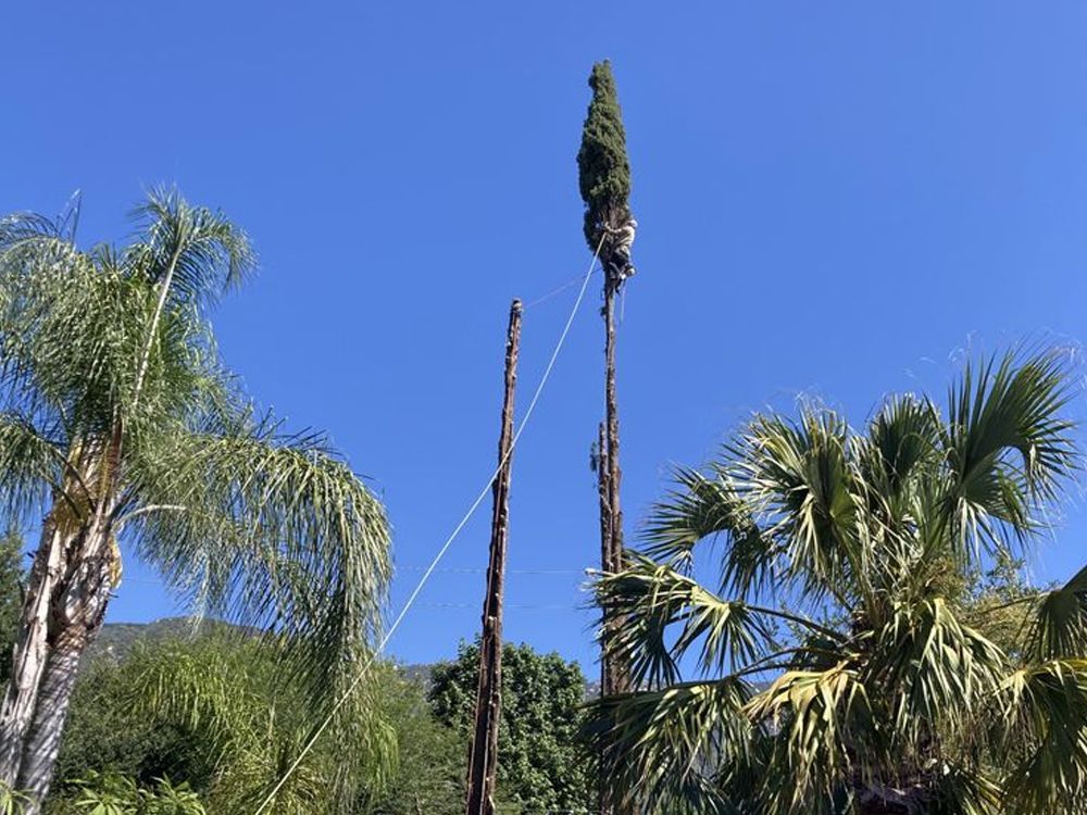 A man is cutting down a palm tree with a chainsaw.