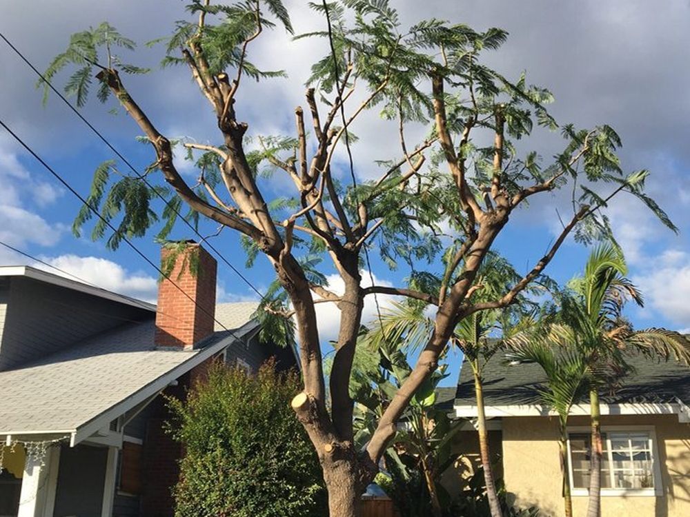 A tree with a lot of leaves is in front of a house.