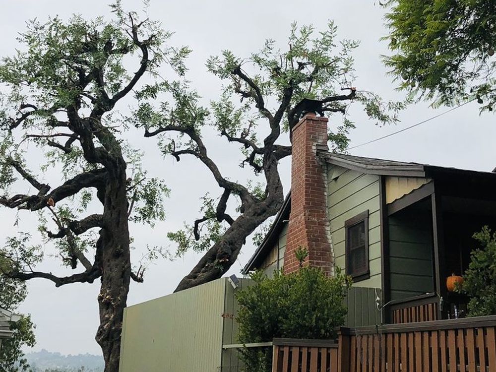 A house with a chimney and a tree in front of it