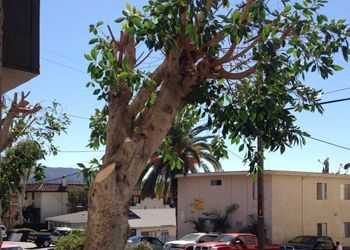 A tree in front of a building with cars parked in front of it