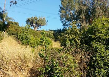 A field of tall grass and trees with a blue sky in the background