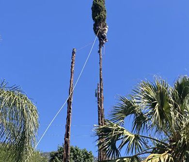 A man is climbing a tree with a rope attached to it.