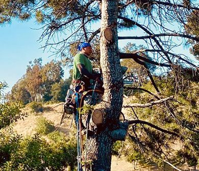 A man is climbing a tree with a chainsaw.