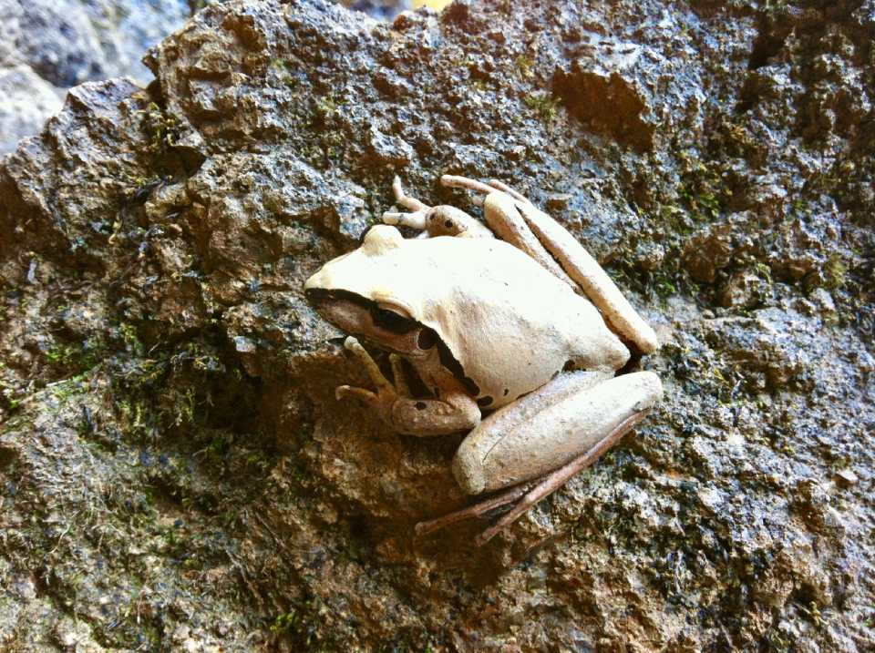 frog sitting on a rock