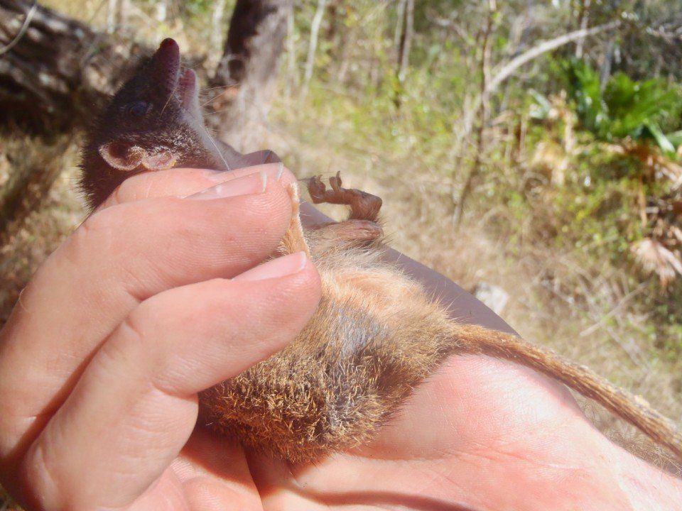 man holding an animal